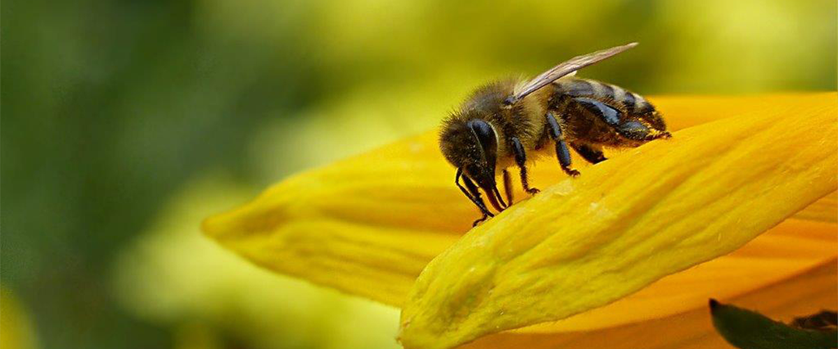 Universität Piacenza nutzt ACS-Kammern für Bienen-Biomonitoring