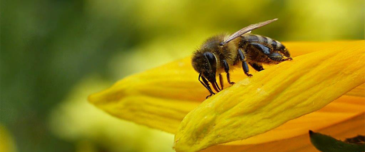 University of Piacenza uses ACS test chambers for the biomonitoring with bees