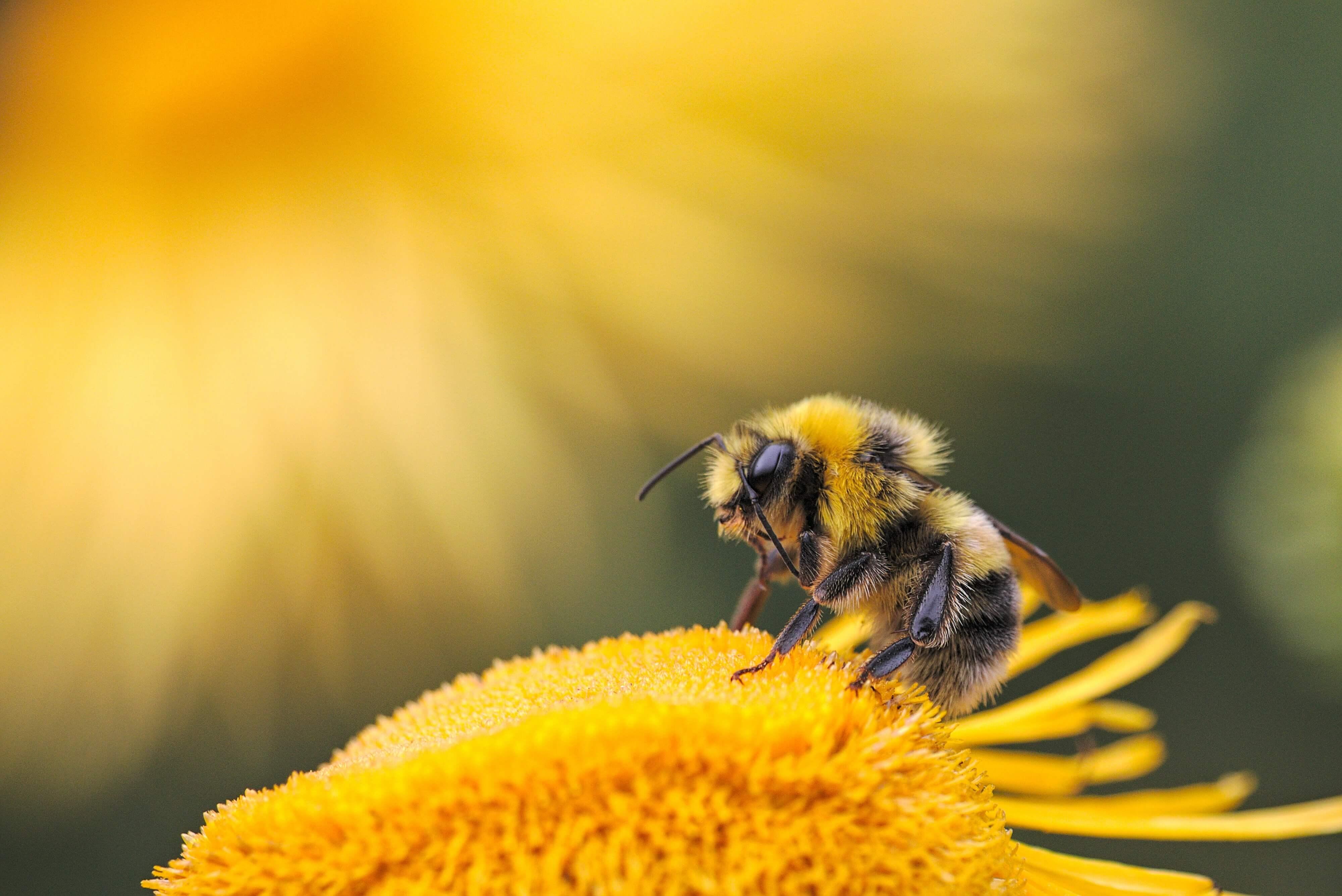 acs-pour-la-biosurveillance-par-les-abeilles